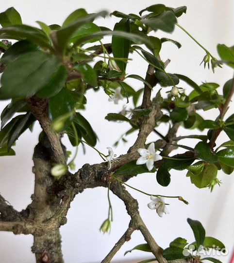 Бонсай кармона