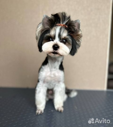 Услуги грумера