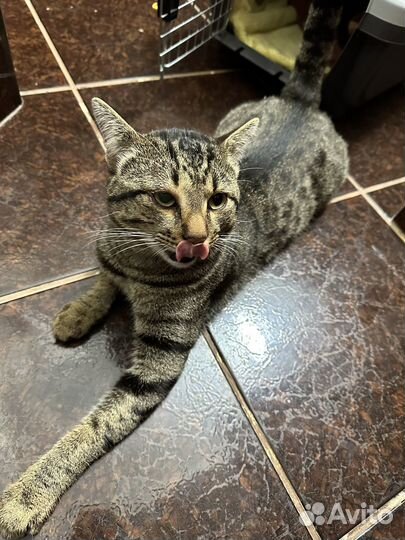 Шикарный ласковый котик