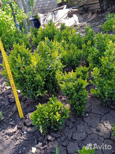 Саженцы самшита