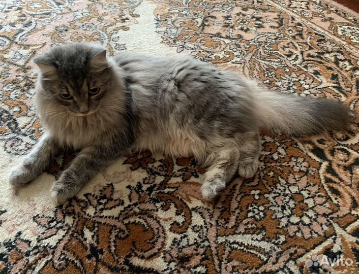 Отдам кошечку