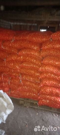 Лук севок оптом