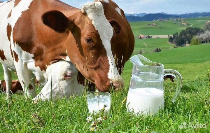 Домашняя молочная продукция оптом