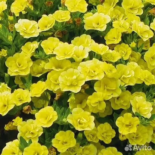 Калибрахоа, бакопа, алиссум