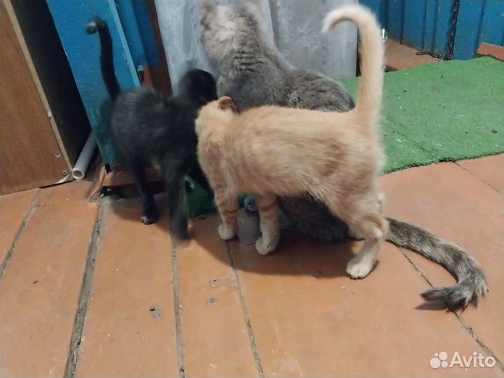 Кошки в добрые руки бесплатно