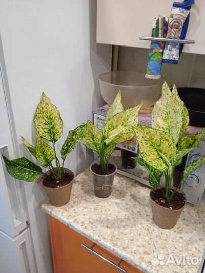 Аглаонема рози