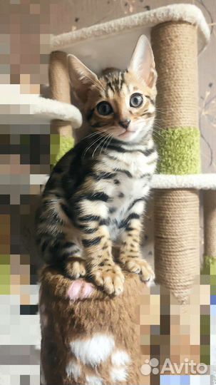 Бенгальские котята в любимцы или разведение