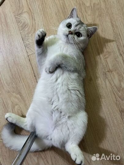 Британская серебристая шиншилла (вязка)