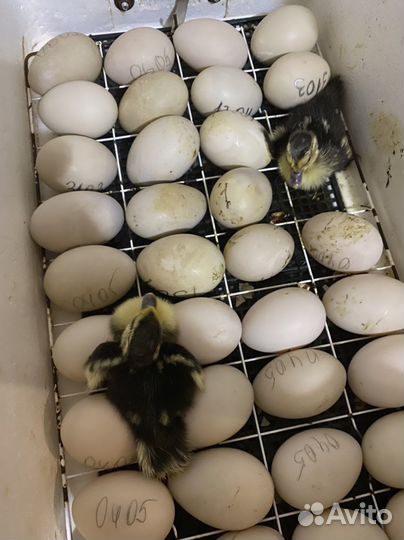 Продаю инкубационное яйцо индоутки (мускусной)