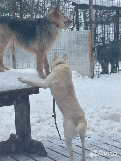 Белая собака ласковая