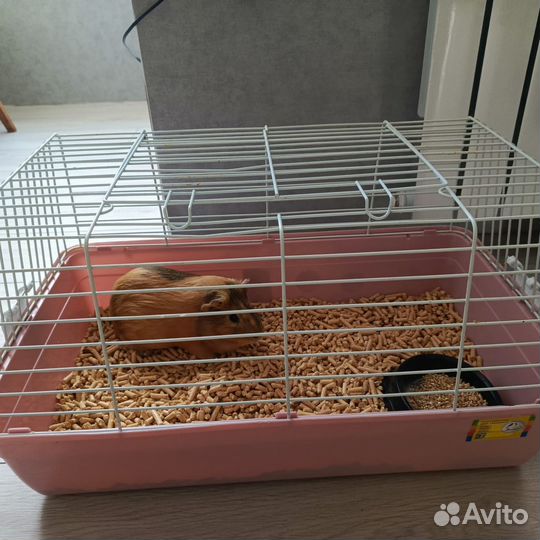 Морская свинка бесплатно