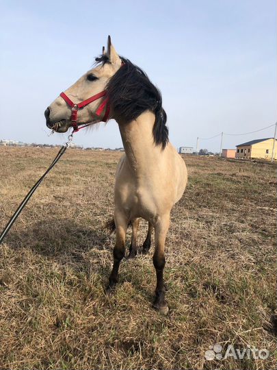 Лошадь в аренду