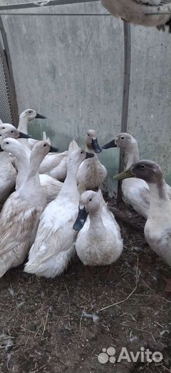 Петухи, утята, гусята