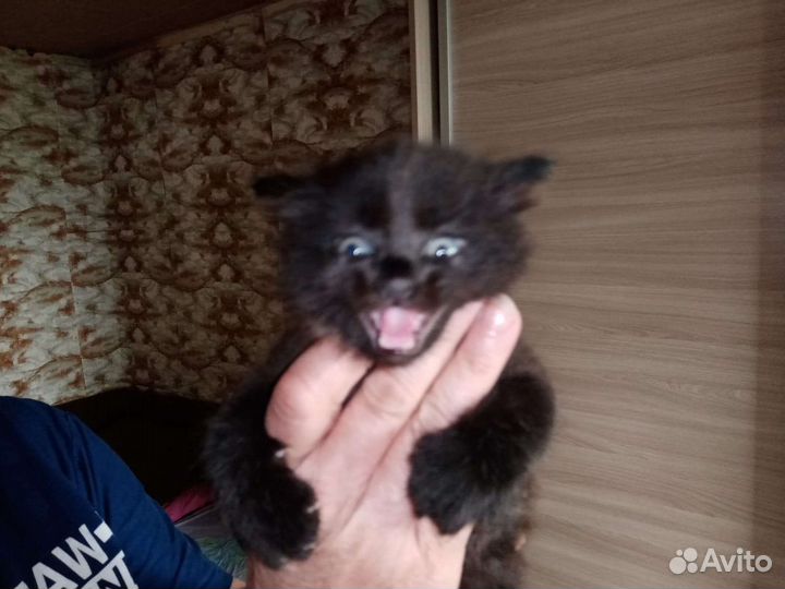 Котята в добрые руки бесплатно