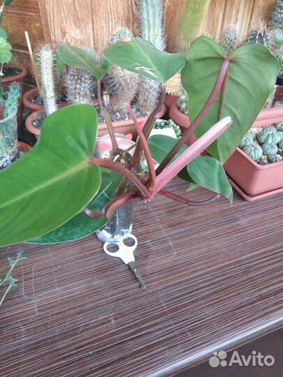 Комнатные растения