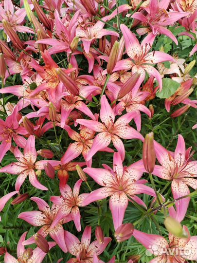 Лилии луковицы