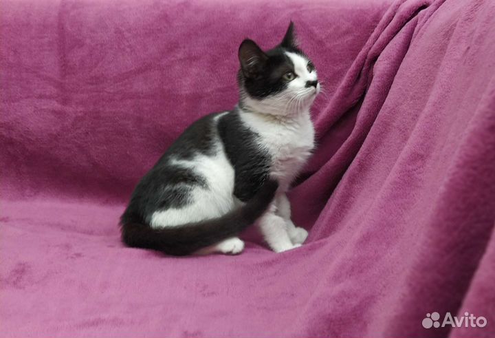 Котик 4 месяца в дар