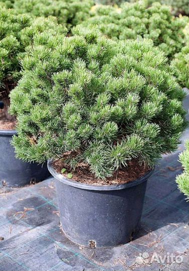 Сосна горная