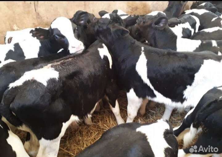 Телята бычки