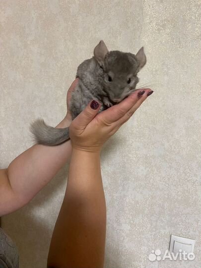 Шиншилла