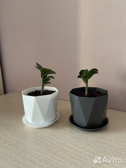 Замиокулькас занзибар