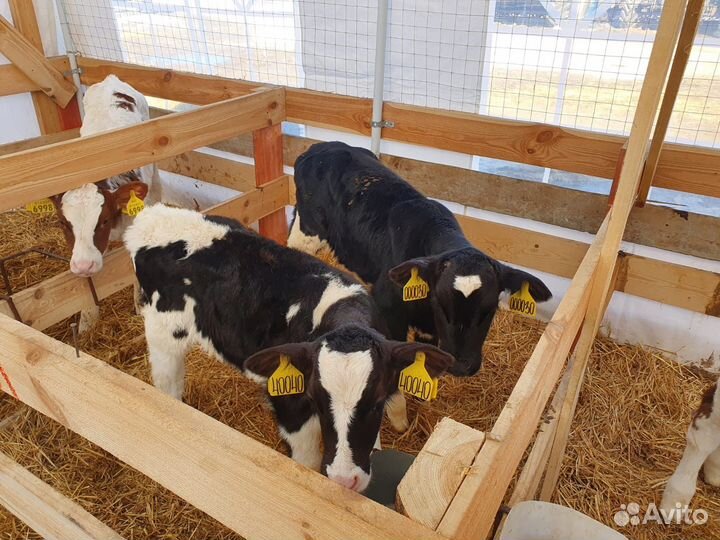 Поместные Абердины бесплатная доставка