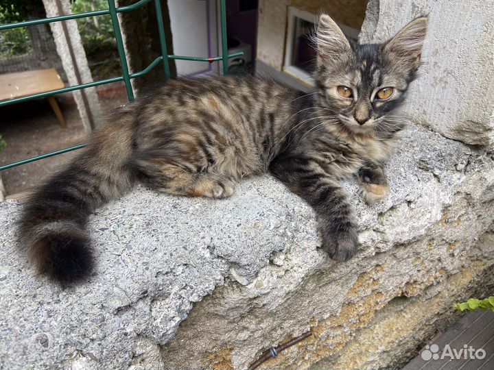 Две кошечки красавицы