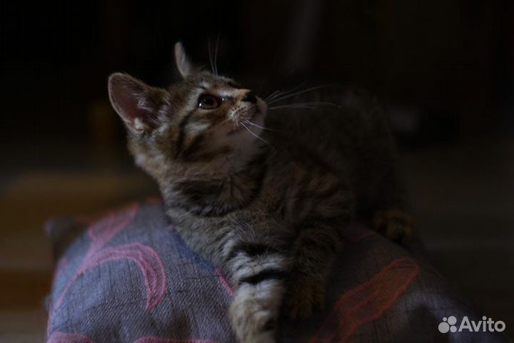 Кошечка в добрые руки