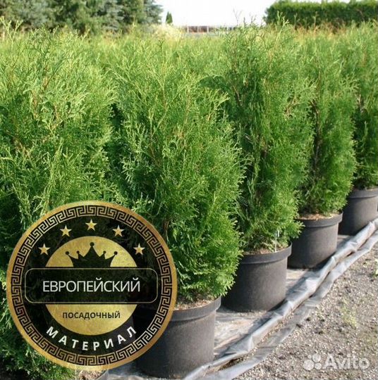 Туя Колумна