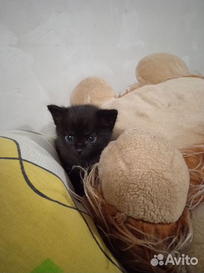 Отдам котенка (кот)