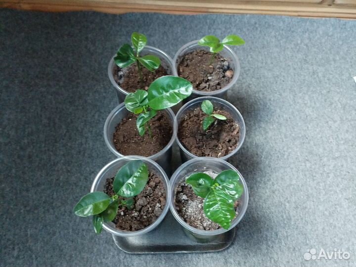 Мандариновое дерево