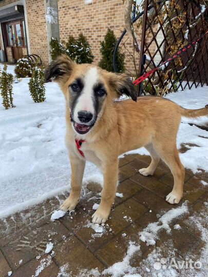 Щенок ищет родителей