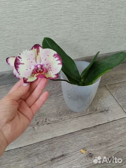 Орхидея miki crown