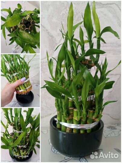 Бамбук лаки