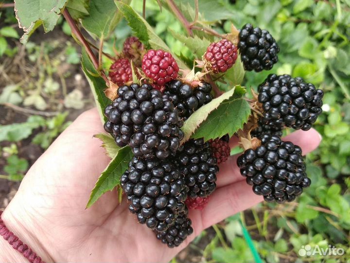 Саженцы ежевики