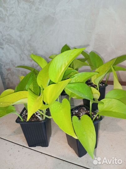 Эпипремнум Неон