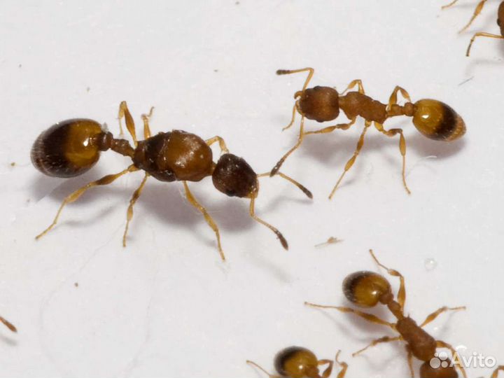 Муравьи