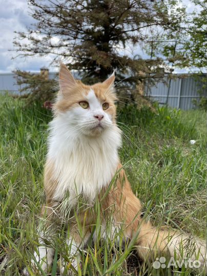 Кошка Мейн кун