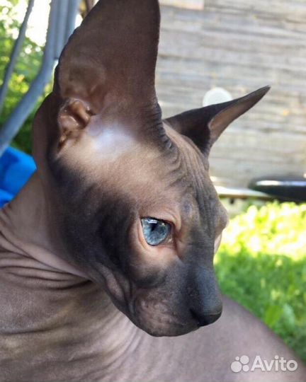 Вязка сфинкс