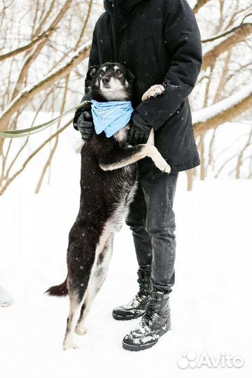 Собака хочет домой