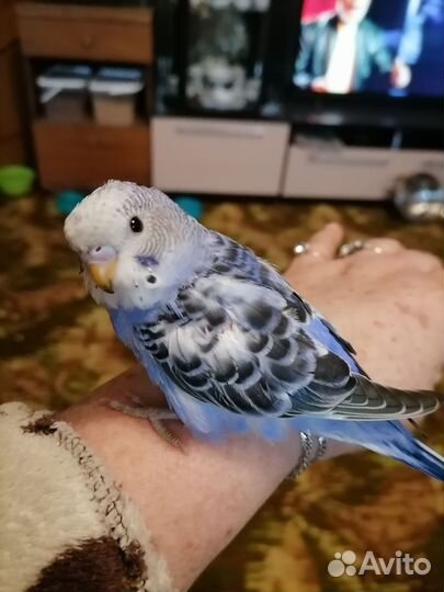 Волнистые попугайчики