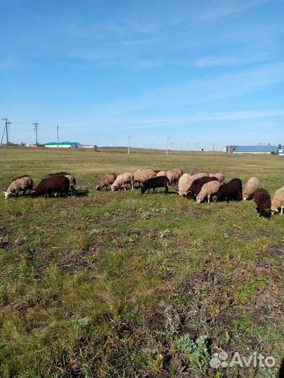 Овцы бараны
