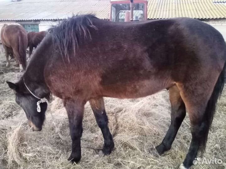 Продам жеребца, кобылу и жеребят