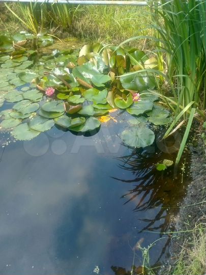 Участок 6,3 сот. (СНТ, ДНП)