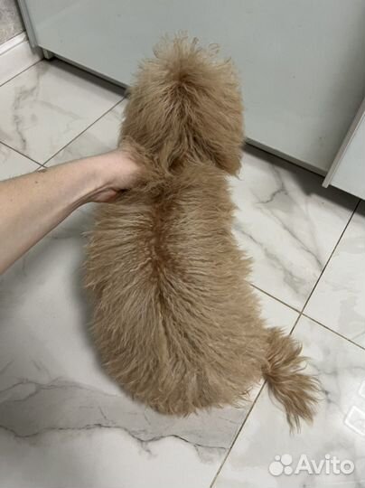 Мальтипу ф1 стандартный мальчик обаяшка