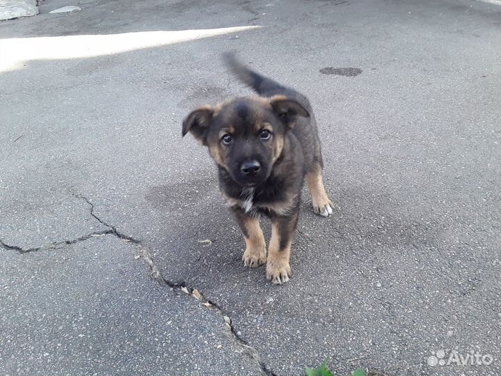 Отдам щенка