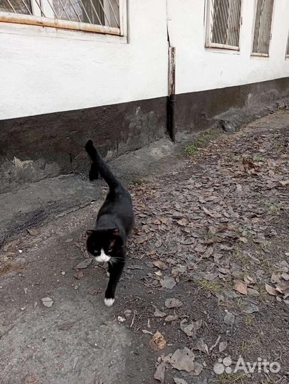 Кот в добрые руки