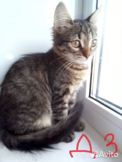 Котята с двухцветными глазами