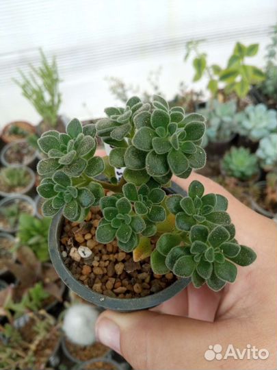 Эониум, аихризон суккуленты