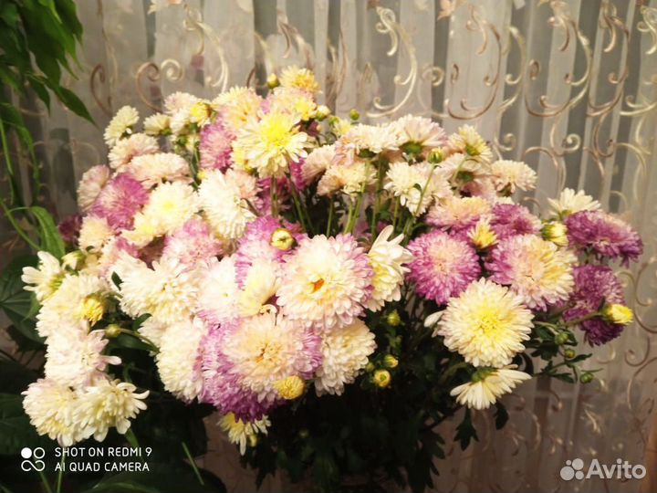 Хризантема кустовая